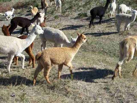 Photo: Highfields Alpacas